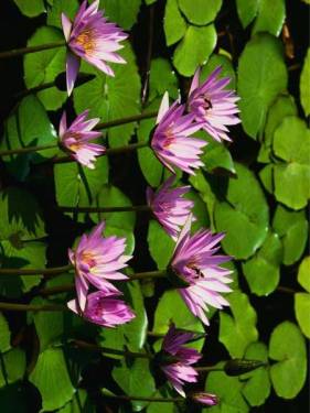 water_lilies[[_90_]].jpg
